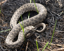 Гадюки в грудні захопили Дніпропетровщину: чому вони активні і чого чекати далі