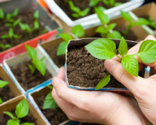 Встигнути до квітневого тепла: що мешканцям Дніпропетровщини треба посіяти на розсаду в березні