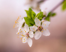 Від нічних заморозків до весняних дощів: прогноз погоди у Кам’янському на 20–24 квітня