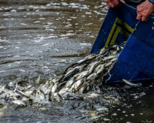 Товстолоб, щука та сом: Кам’янське водосховище готують до масштабного зариблення