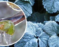 Дніпропетровщина ризикує залишитися без врожаю фруктів: у чому причина та як врятувати дерева