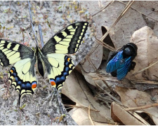 Знахідки Червоної книги: у заповіднику на Дніпропетровщині виявили рідкісних комах