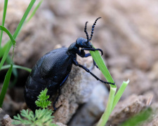 Синьо-чорна небезпека: жук-майка атакує Дніпропетровщину - як уберегтися