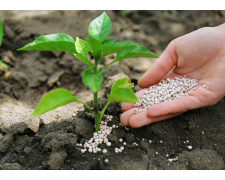 Секрети врожайного саду на Дніпропетровщині: як правильно підготувати дерева та чим підживити їх у березні