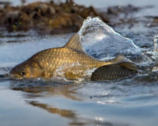 Штрафи і заборони: що потрібно знати рибалкам на Дніпропетровщині з 1 квітня
