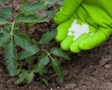 Секрет рекордного врожаю на Дніпропетровщині: чим підживити розсаду томатів та перцю у квітні