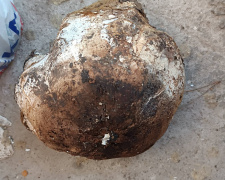 На Дніпропетровщині знайдена ціла галявина гігантських грибів: подробиці