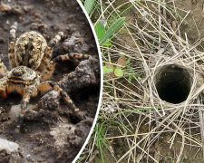 Тарантули на Дніпропетровщині: павуки вилазять з нір просто на городах мешканців