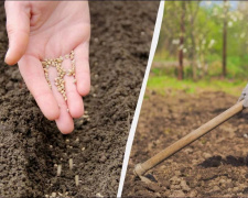 Десант на городи Дніпропетровщини: що обов'язково треба встигнути посадити у квітні