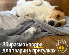 UAnimals оголосили збір теплих речей для тварин у притулках - як надати допомогу