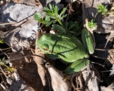 Природне диво Дніпропетровщини: у заповіднику помітили незвичайну істоту - райку деревну