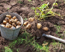 Коли копати картоплю у серпні: найкращі дні за місячним календарем для збереження врожаю