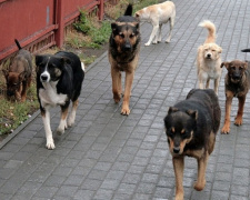 Що робити при зустрічі зі зграєю злих собак: поради кінолога з Кам’янського