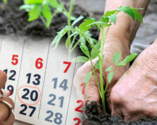 Посівний календар на травень 2026 року: які дні ідеальні для посадок - поради городникам