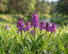 Не лише в тропіках: на Дніпропетровщині розпочалося цвітіння рідкісних диких орхідей