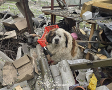 Як допомогти тваринам під час тривог і обстрілів: поради ветлікарів та кінологів