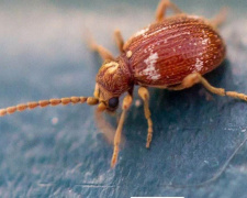 Гірше за міль: на Дніпропетровщині масово з’являється «облудник», який за лічені дні псує дорогі речі та їжу