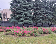 У Кам’янському проспект Свободи розквітнув трояндами та став справжнім садом