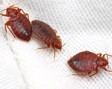 «Смердючки» в квартирах: чому в будинках жителів Дніпропетровщини масово активізувалися клопи та чим вони небезпечні