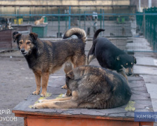 У Кам’янському притулку для тварин облаштовують комфортні вольєри для чотирилапих підопічних