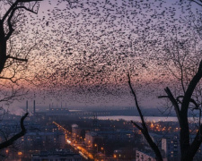 Чорне небо над областю: чому тисячі птахів збираються у зграї над Дніпром та Кам’янським