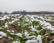 Вижили не всі: які озимі культури на Дніпропетровщині не пережили зиму