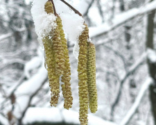 Наслідки кліматичних змін: на Дніпропетровщині науковці зафіксували нетипове цвітіння ліщини