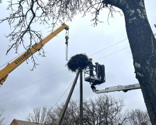 Безпека птахів і мереж: як на Дніпропетровщині енергетики ДТЕК допомагають лелекам
