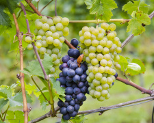 Диво-город дніпровського пенсіонера, де ростуть 80 сортів винограду всіх категорій - подробиці