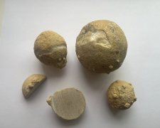 Музей на Дніпропетровщині отримав унікальні експонати віком 50 мільйонів років - подробиці