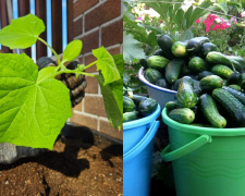 Від розсади до рекордних зборів: як виростити томати, огірки та перці на Дніпропетровщині у 2026 році