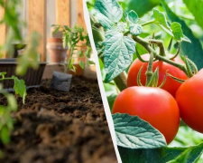 Що чекає на городників Дніпропетровщини: названо оптимальні терміни для посіву томатів у 2026 році