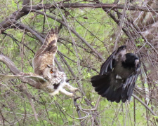 Битва титанів у Кам'янському: унікальна сутичка ворона та сови у звичайному дворі