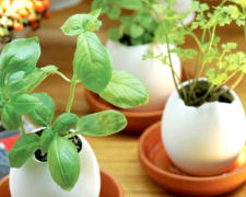 Еко-город на підвіконні: навіщо садити розсаду в шкаралупу та чайні пакетики