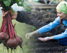 Секрети великого врожаю: коли сіяти буряк на Дніпропетровщині у 2026 році та як не припуститися помилок