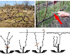 Встигнути до початку сокоруху: як і коли обрізати виноград на Дніпропетровщині навесні 2026 року