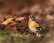 Північний гість у промисловому центрі: на Дніпропетровщині помітили незвичайного яскравого птаха