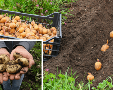 Посадка картоплі на Дніпропетровщині 2026: точні дати, прогноз погоди та головні ризики для врожаю