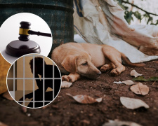 Жорстокість у Жовтих Водах: чим завершилась історія з наругою над загиблою твариною