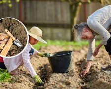 Врожай буде рекордним: коли саме жителям Дніпропетровщини садити картоплю у 2026 році