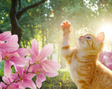 Весна бере своє: прогноз погоди у Кам'янському на межі березня та квітня