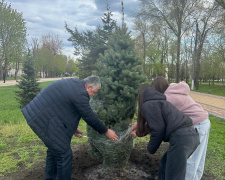 Сакури зацвітуть у П’ятихатках: громаду масово озеленюють молодими деревами