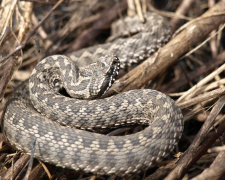 На Дніпропетровщині активізувалися змії: які види плазунів живуть у нашій області та чи є серед них небезпечні