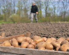 Коли кам&#039;янчанам у цьому році краще садити картоплю: поради синоптика та дати у посівному календарі