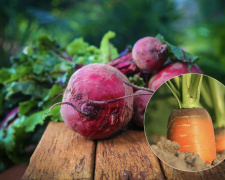 Золоті правила посіву: коли на Дніпропетровщині садити моркву, буряк і редиску, щоб не залишитися без урожаю