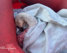 Трагічний фінал: врятований у Кам’янському лебідь помер через неправильне годування