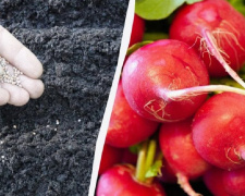 Соковита редиска на Дніпропетровщині: як отримати врожай без теплиці за три тижні