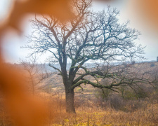 Містичний і прадавній: таємниці Колонського лісу на околиці Дніпра
