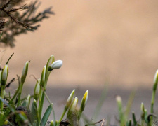 Від нічних заморозків до весняного тепла: синоптики дали прогноз у Кам'янському на 21-22 березня