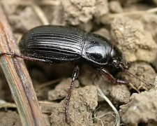 Через війну та клімат: на Дніпропетровщині активізувався небезпечний ворог злакових культур